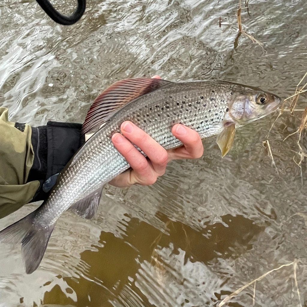 grayling from river wye