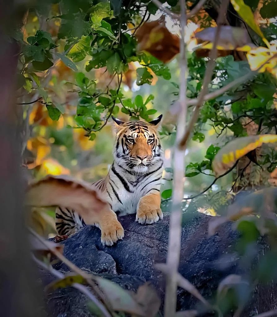 tiger in indian jungle